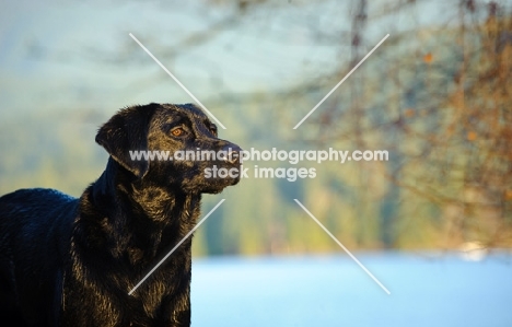 black Labrador Retriever