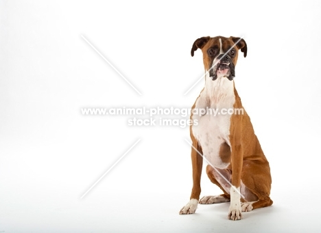 Boxer on white background