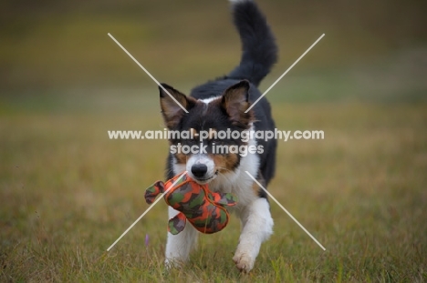 black tri colour australian shepherd puppy running in the grass with toy in his mouth