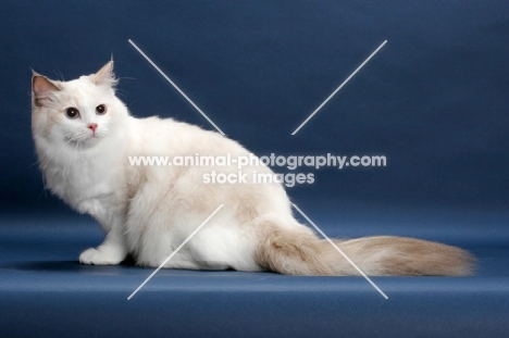 Blue Tortie Point Bi-Color Ragdoll crouching on blue background