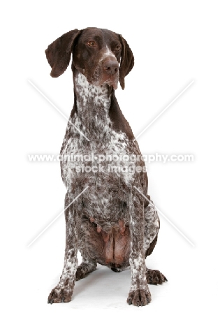 Liver & White Australian Gr. Champion German Pointer sitting on white background