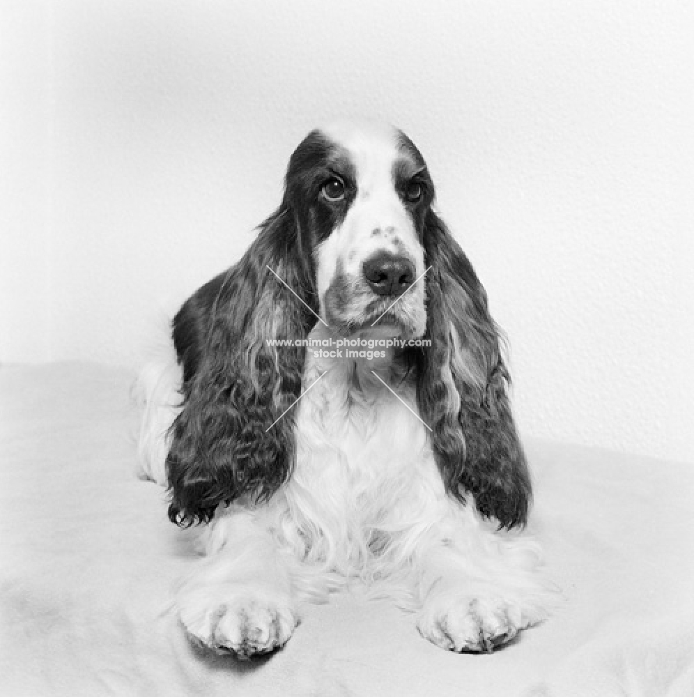 cocker spaniel portrait