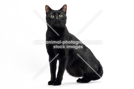 black shorthair sitting down