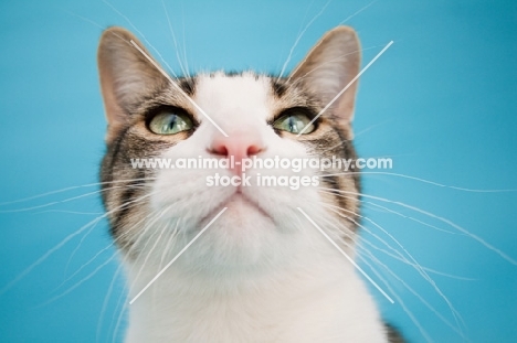 Household cat portrait on blue background