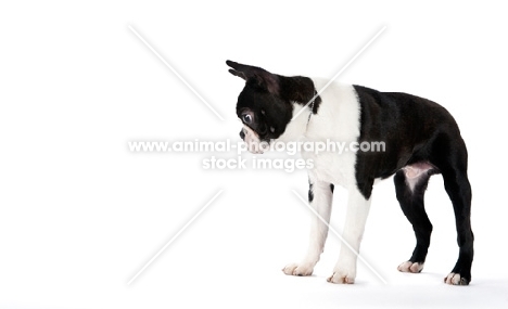 Boston Terrier looking down on white background