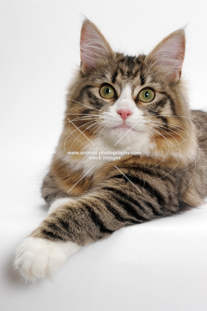 Norwegian Forest lying down, Brown Mackerel Tabby & White