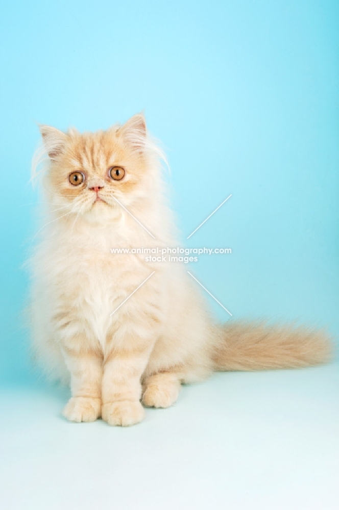 cream persian cat, sitting down