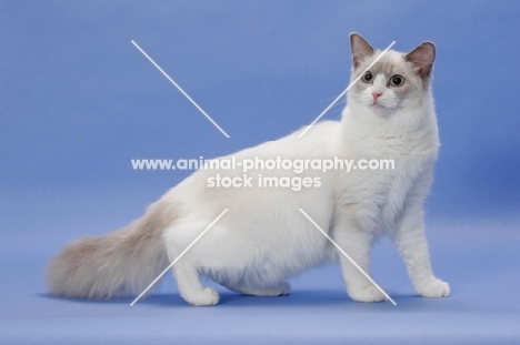 Blue Point Bi-Color Ragdoll