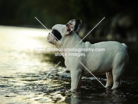 French Bulldog in river