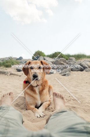 dog on beach with owner