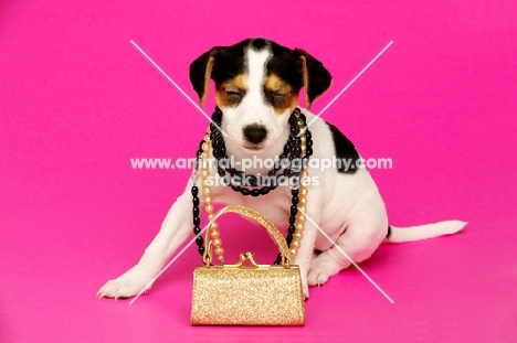 Jack Russell puppy with a gold bag wearing necklaces, isolated on a pink background