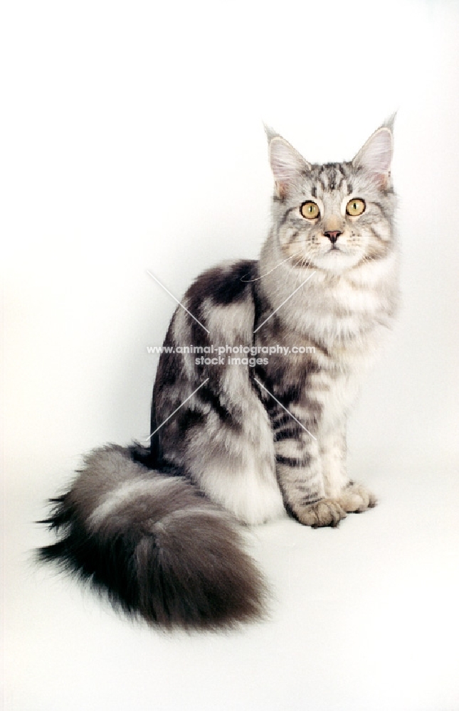 silver tabby Maine Coon