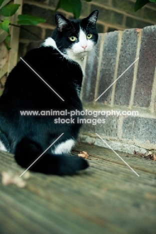 bi-coloured short haired cat, back view