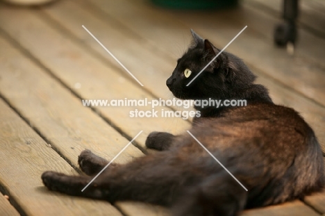 black cat on patio