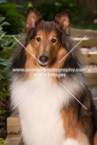 Rough Collie portrait