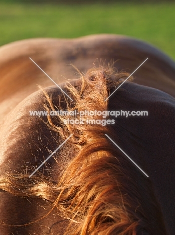 Suffolk Punch back