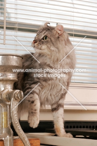 American Curl cat at home