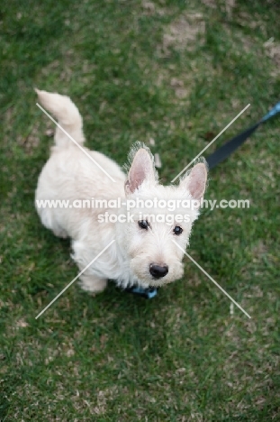 wheaten Scottish Terrier puppy sitting on grass.