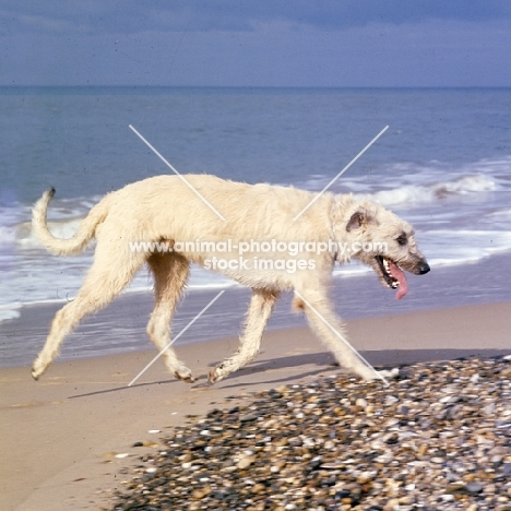 ballykelly torram, irish wolfhound trotting along on beach