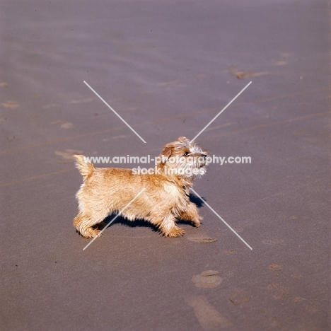 norfolk terrier walking on a beach