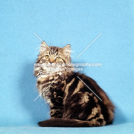 brown tabby long hair kitten