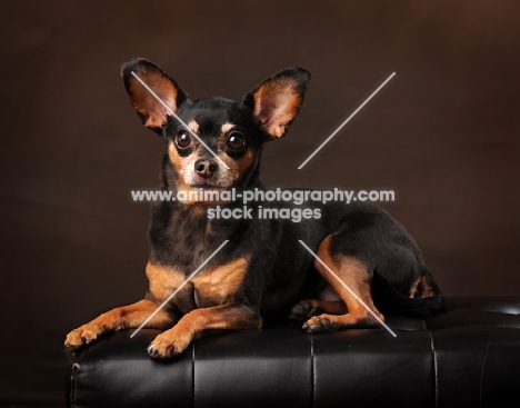 black and tan Chihuahua on brown background