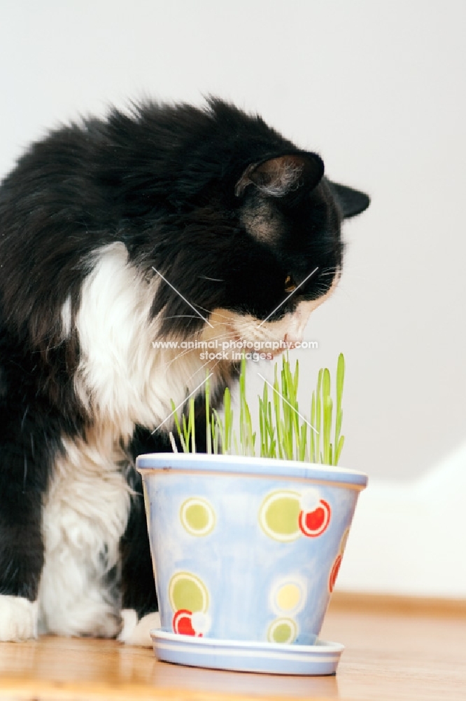 black and white cat sniffing potted plant 