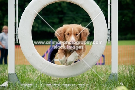 Nova Scotia Duck Tolling Retriever jumping through ring