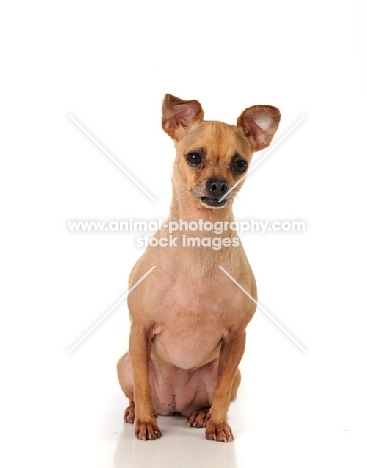 Chihuahua on white background