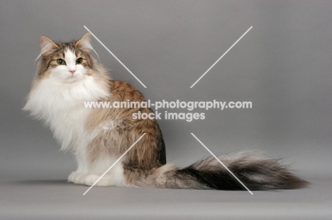 Norwegian Forest cat sitting down on grey background, brown mackerel tabby & white