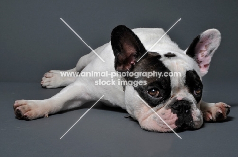 French Bulldog