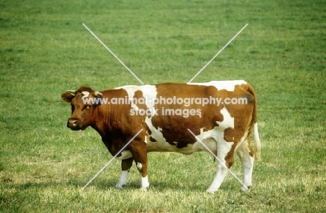 red holstein cow in holland