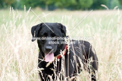 Black Labrador standing in long grass, panting