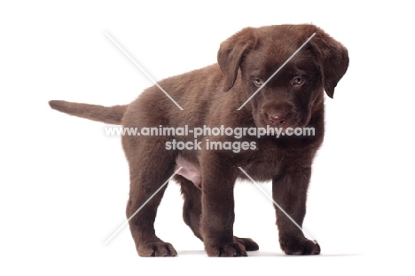 chocolate Labrador Retriever puppy