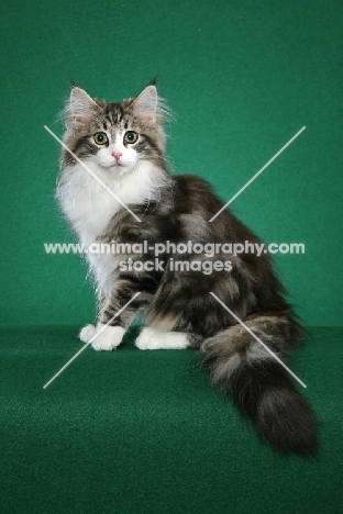 Norwegian Forest kitten 