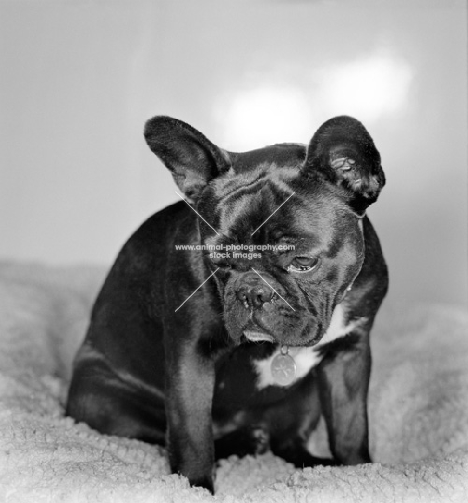 French Bulldog looking down