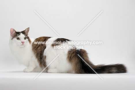 Maine Coon crouching down, Brown Mackerel Tabby White