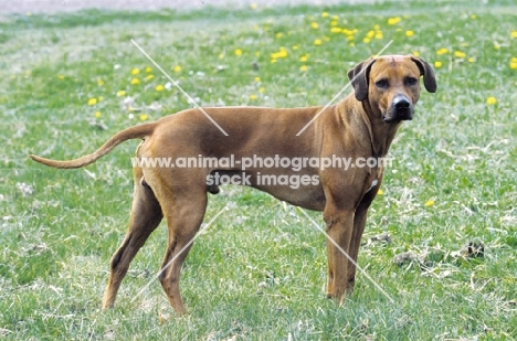 Rhodesian Ridgeback side view