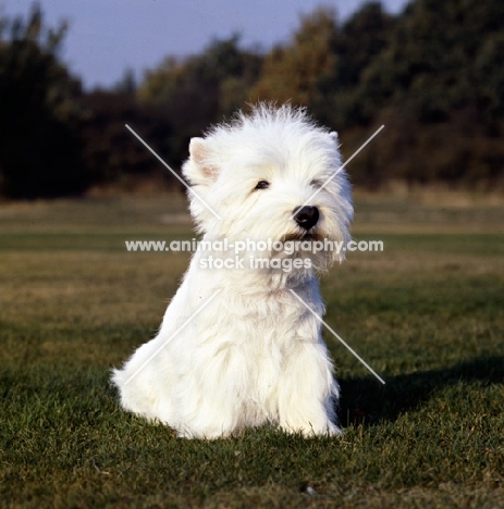 west highland white terrier sitting on a lawn