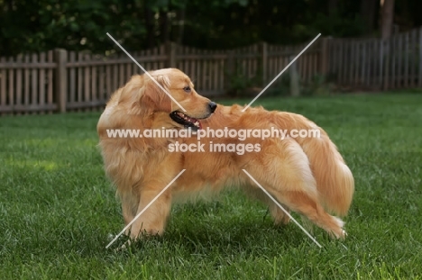 Golden Retriever, looking back