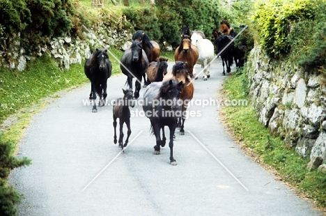 dartmoor ponies returning from pasture on a road in dartmoor