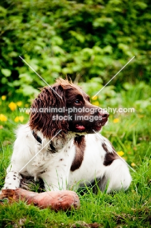 English Springer Spaniel near dummy