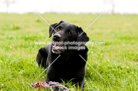 Labrador lying in down in field with rope toy