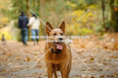 Australian Cattle Dog with walkers in the background