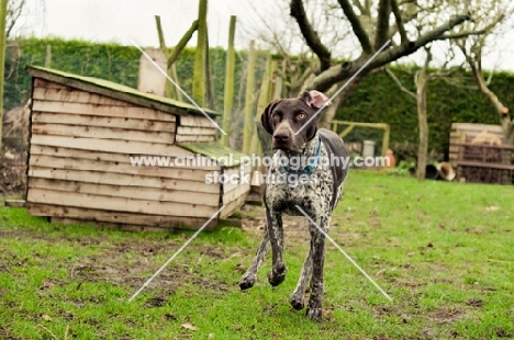 alert German Shorthaired Pointer (GSP) in garden