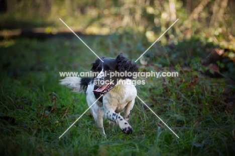 english springer spaniel running happily in a field