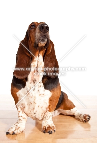 tri colour Basset Hound sitting down on wooden floor