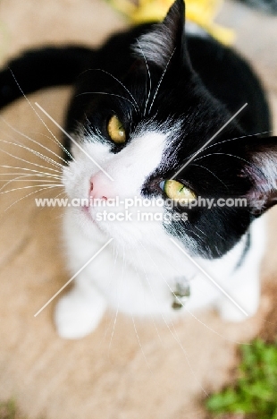 non pedigree cat looking up towards camera