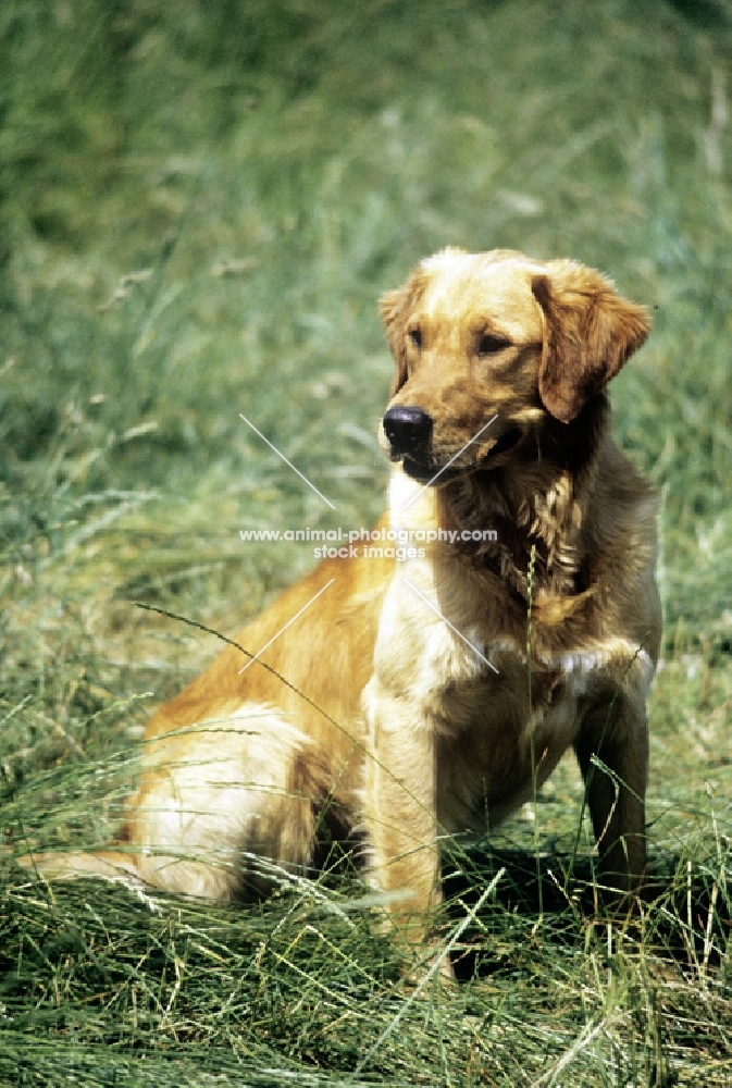 working type golden retriever awaiting command