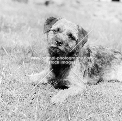 border terrier looking at camera